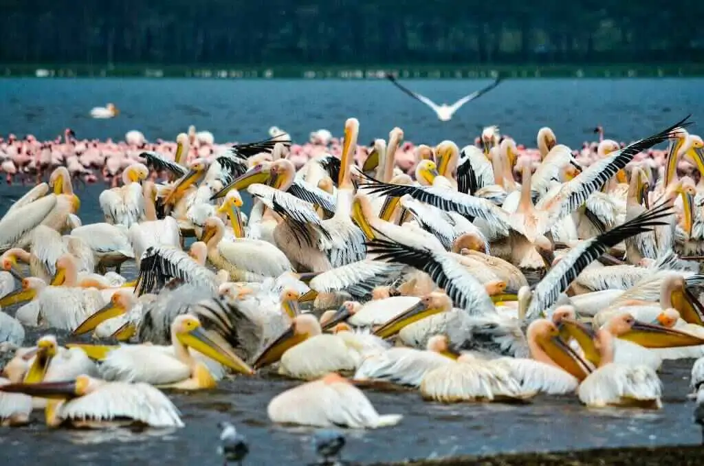 great white pelicans